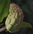 bull-bay,southern magnolia,large-flowered magnolia,great laurel-leaved magnolia,loblolly magnolia,la